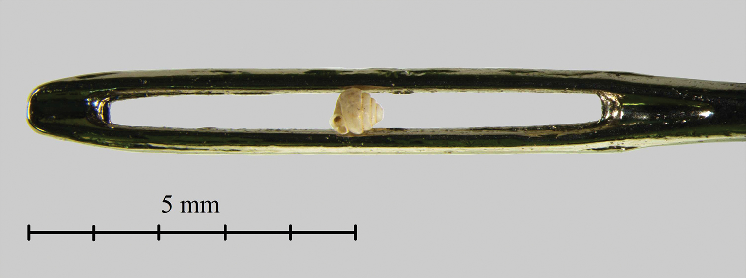 tiny snail shell in eye of needle