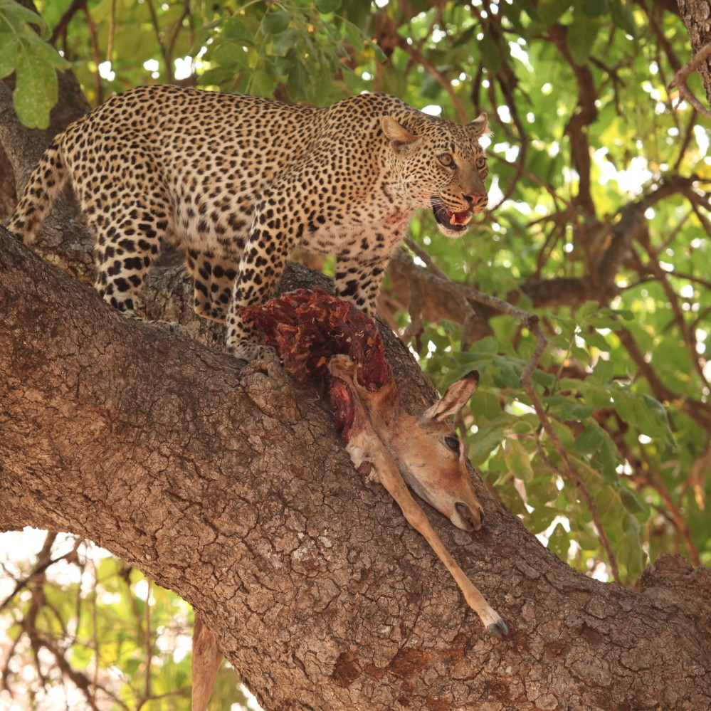 Leopard hides dinner in a tree