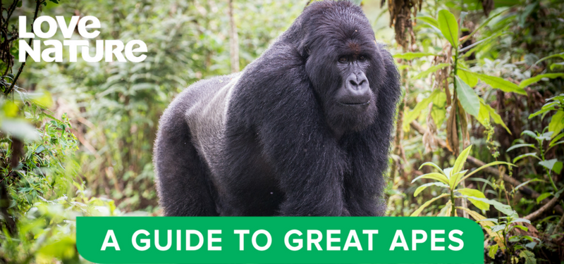 A_guide_to_great_apes