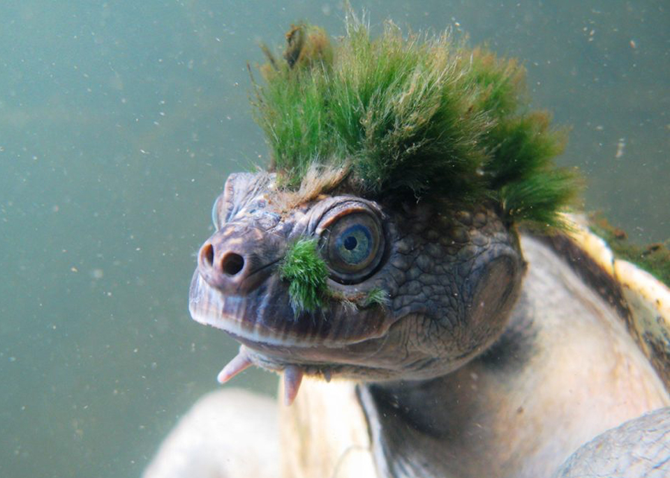 A punk, butt-breathing turtle is facing extinction