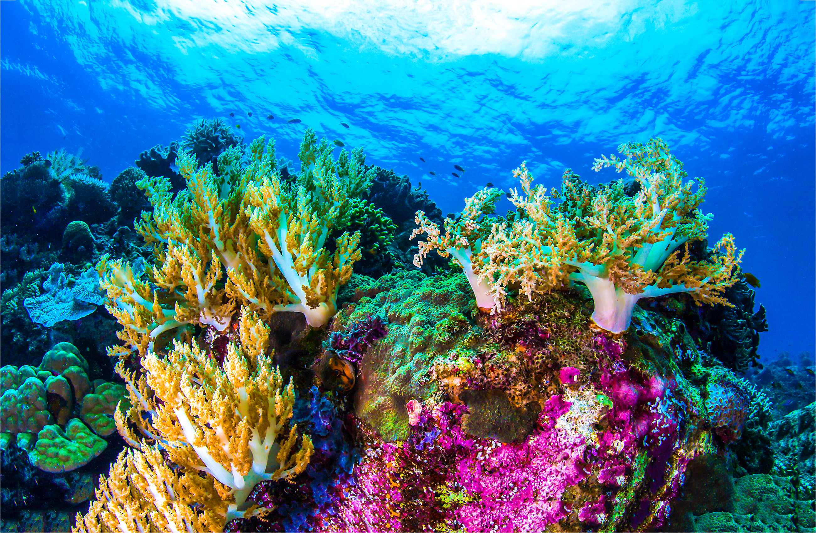 9 reasons coral reefs are so integral to our survival