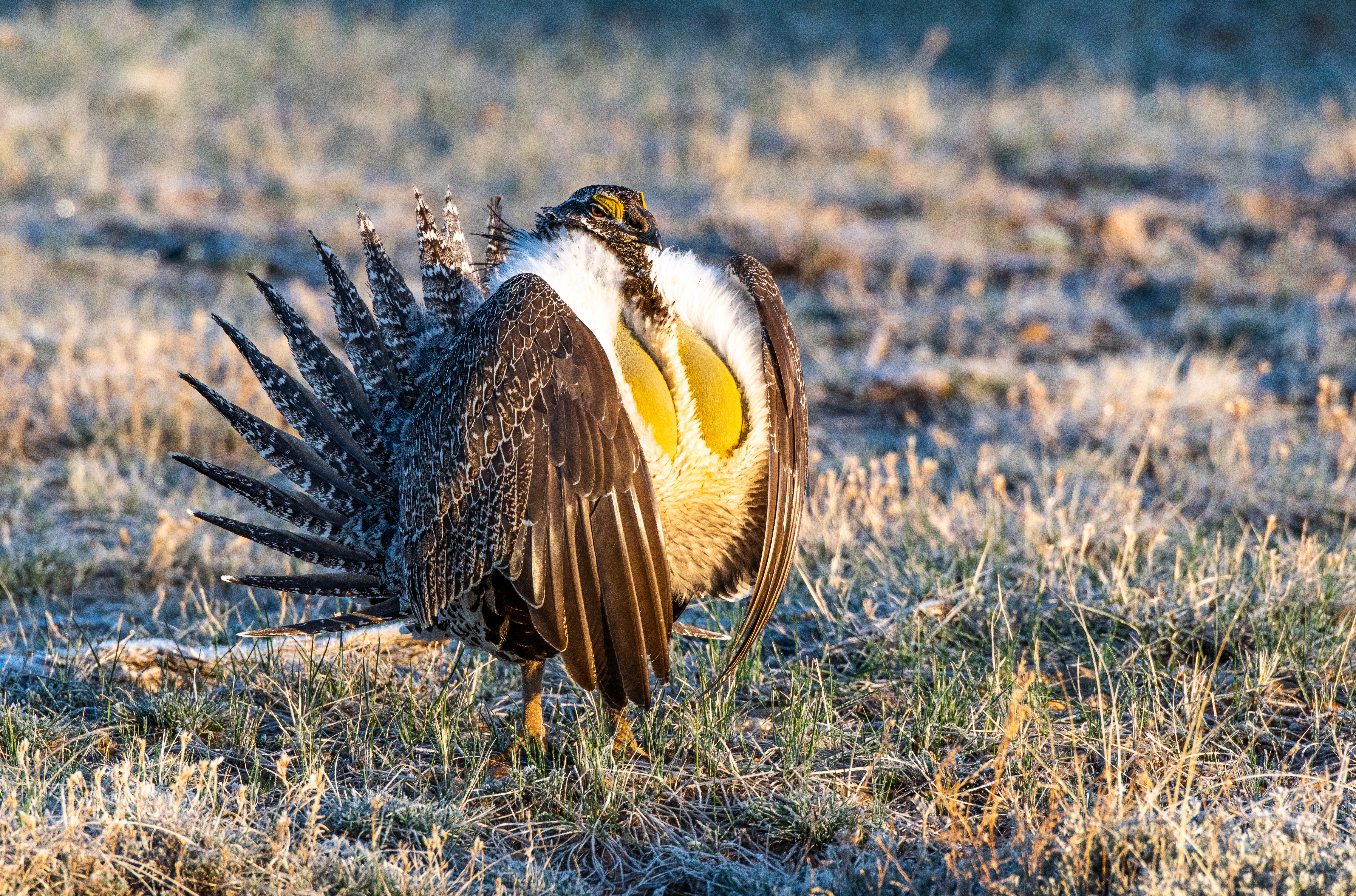 7 ways Trump’s environmental policies are affecting wildlife - grouse