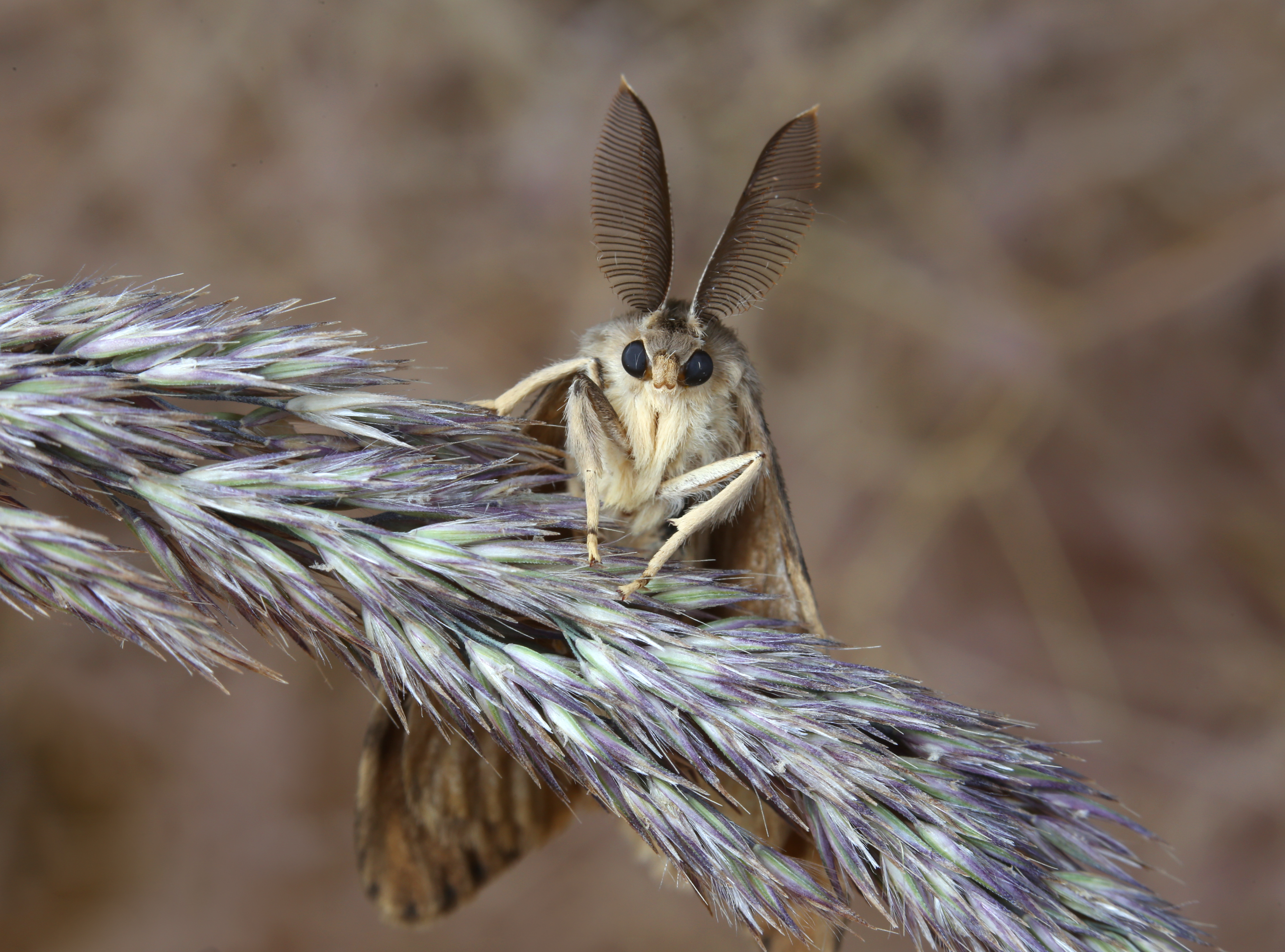 12 animals that seriously messed up the ecosystem - moth