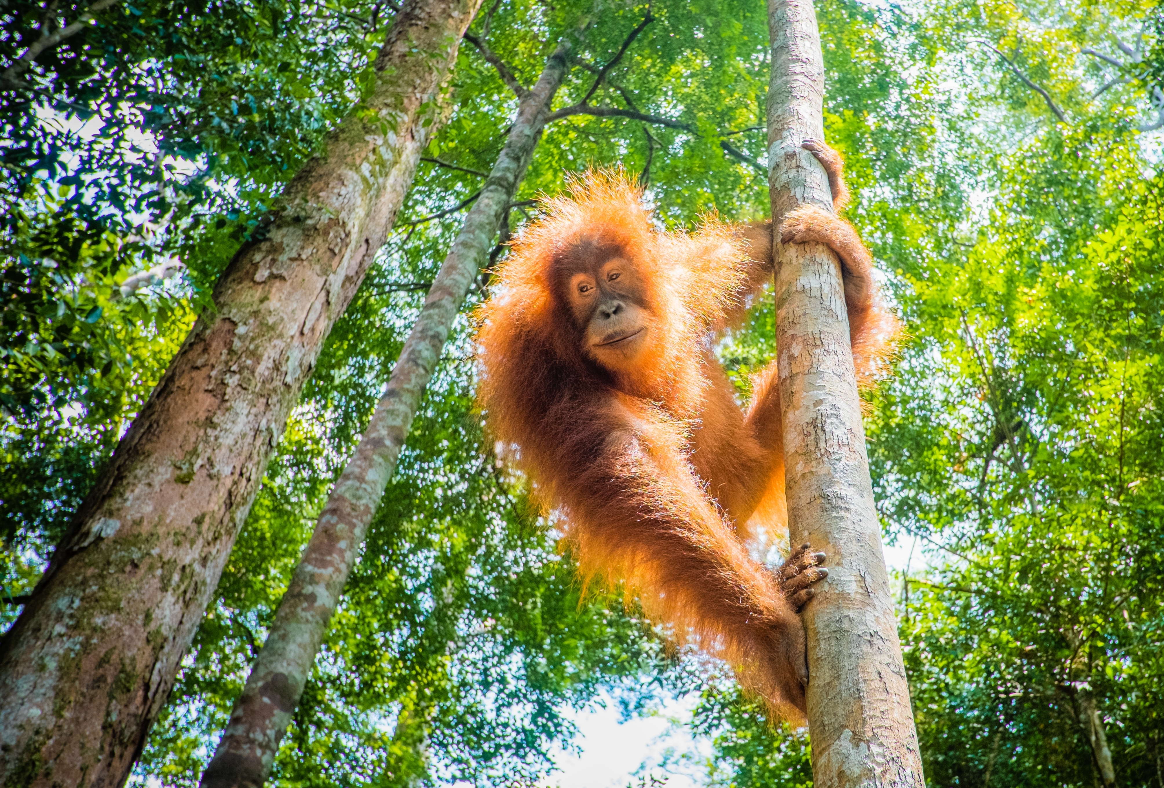 An “activist” orangutan fights off bulldozer to save home