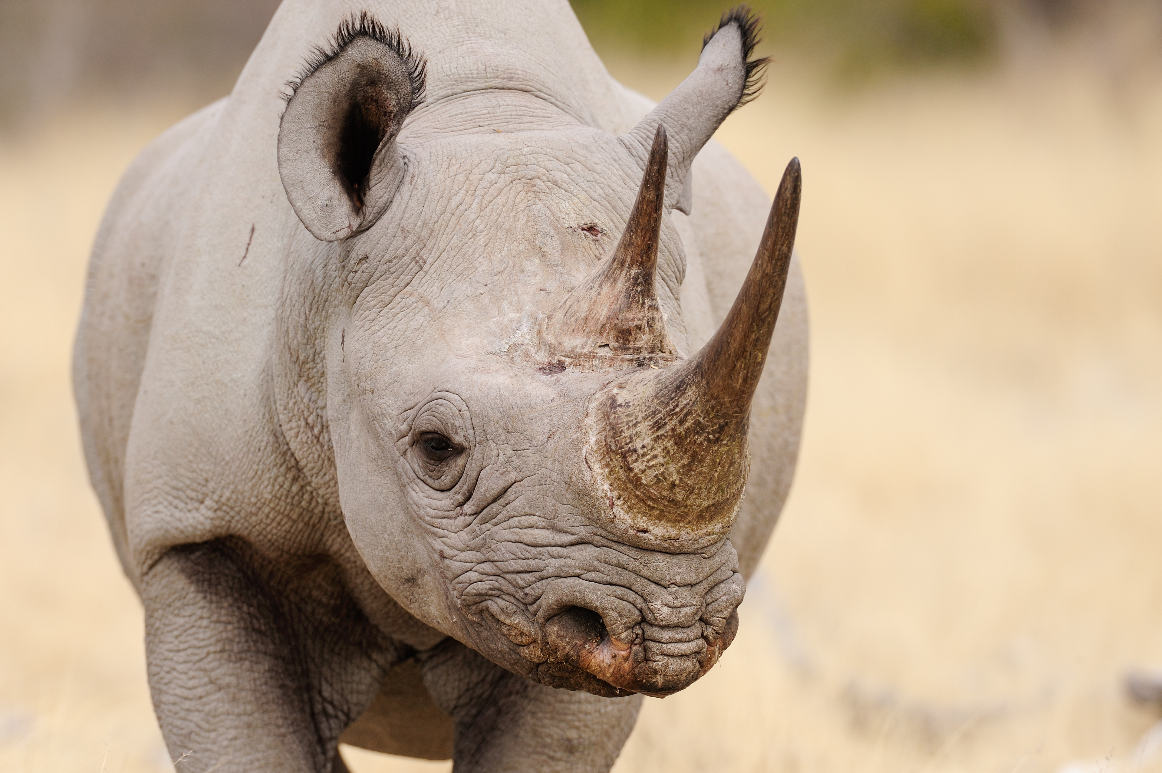 Conservationists are now taking some pretty drastic measures to save rhinos