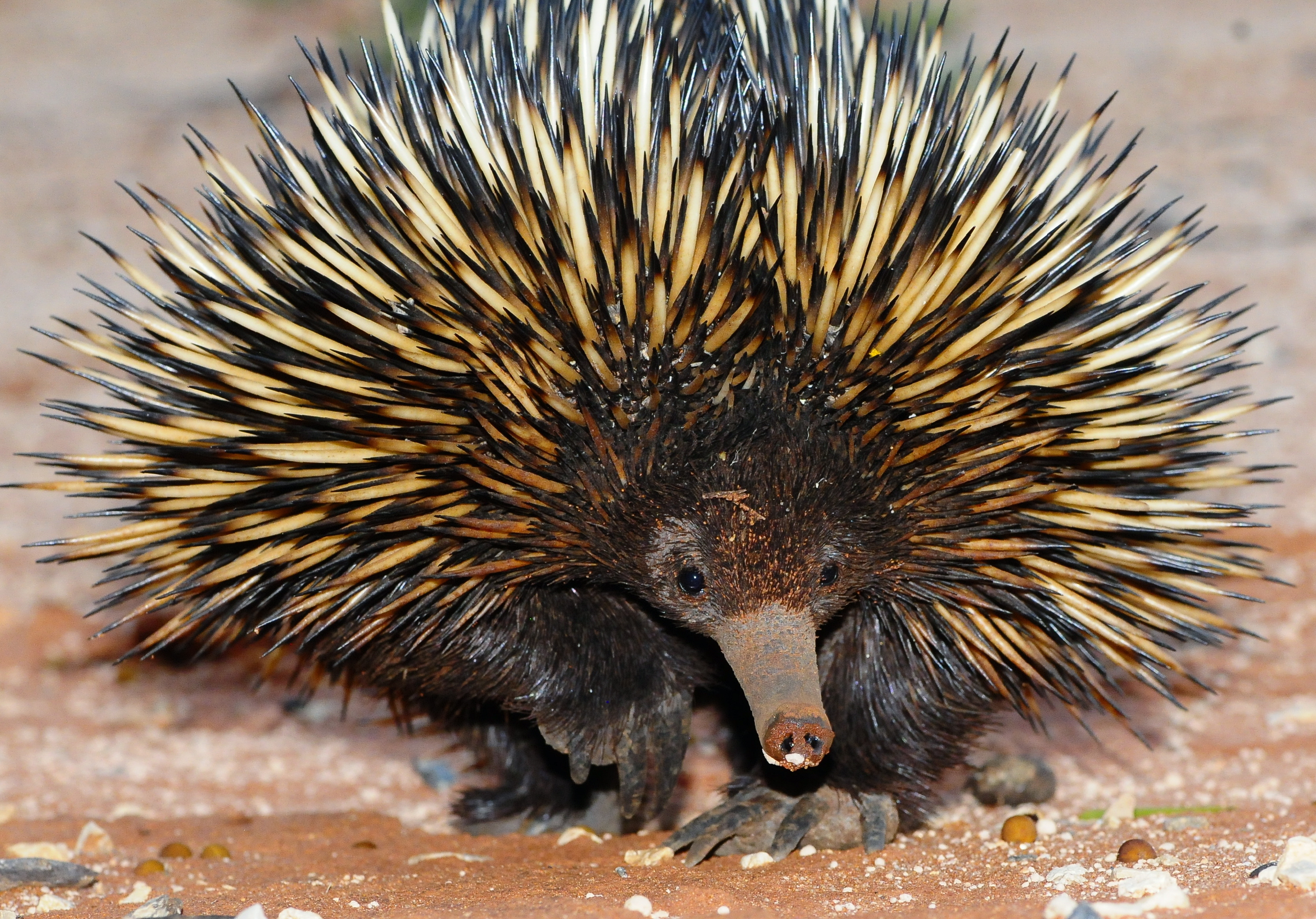 11 of the strangest animal genitals on the planet - echidnas