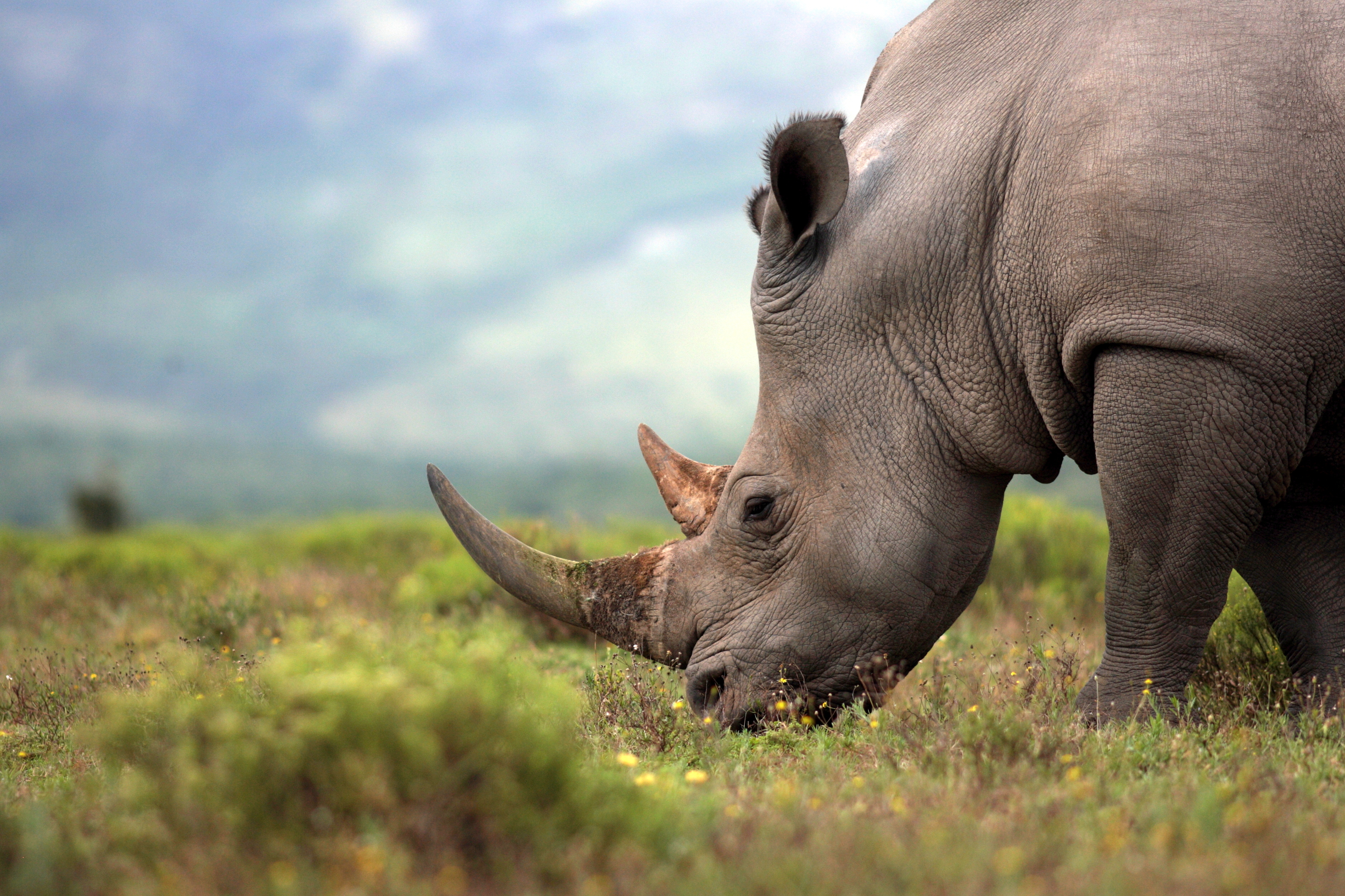 Poachers could soon face the death penalty in Kenya