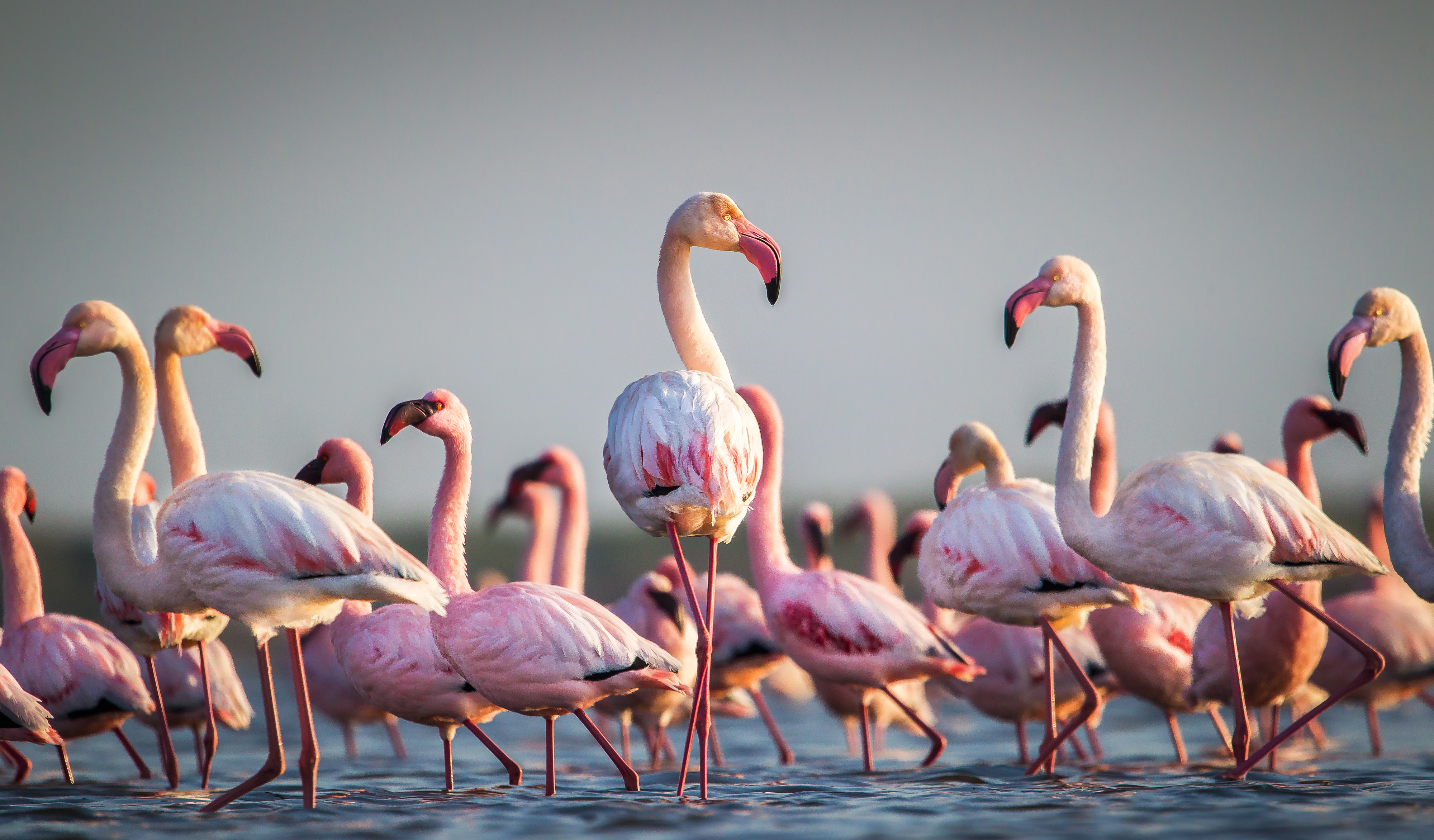 7 animals that have survived natural disasters - flamingos