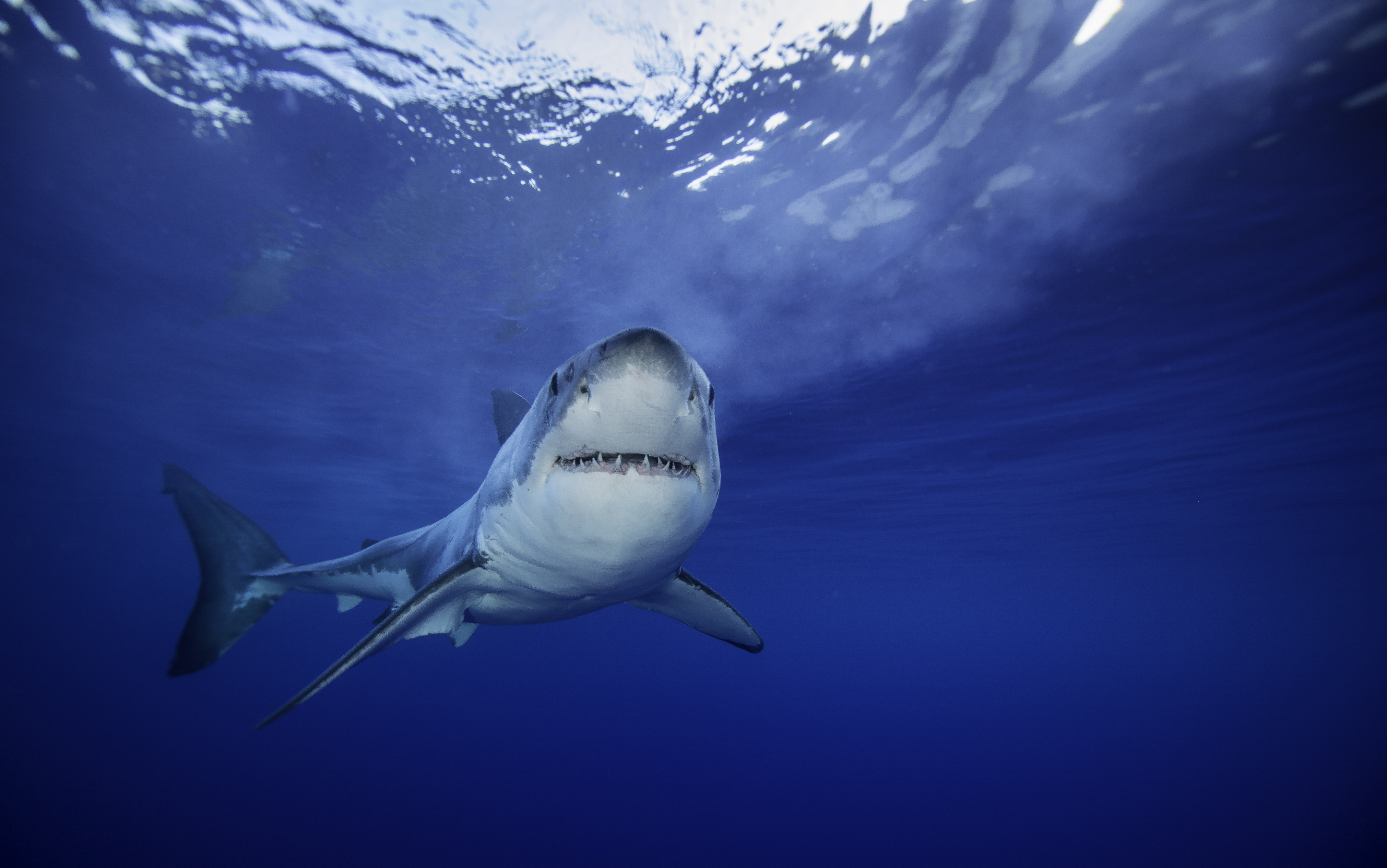 Biologists have discovered a White Shark Café