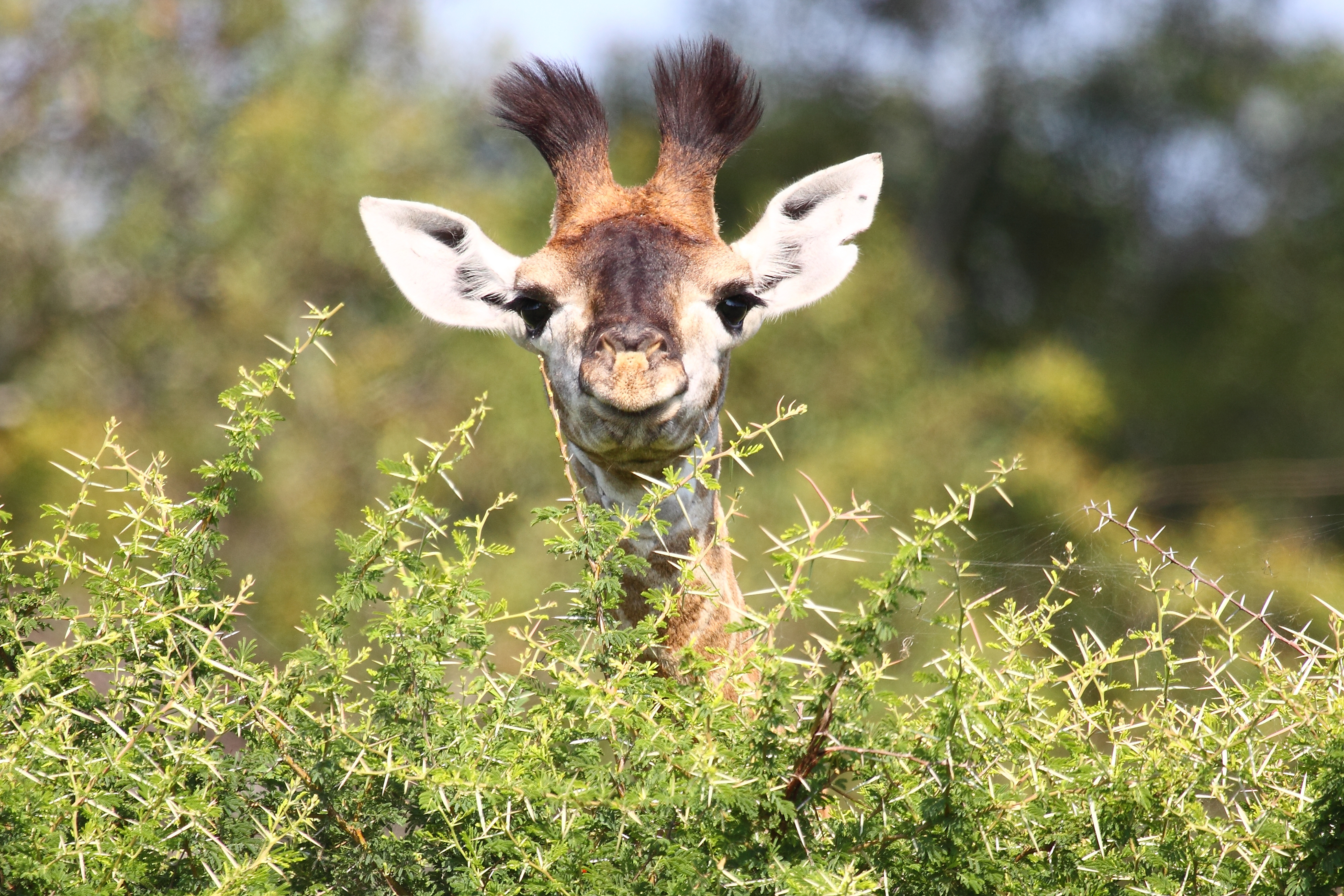 18 giraffe products that are harming the population