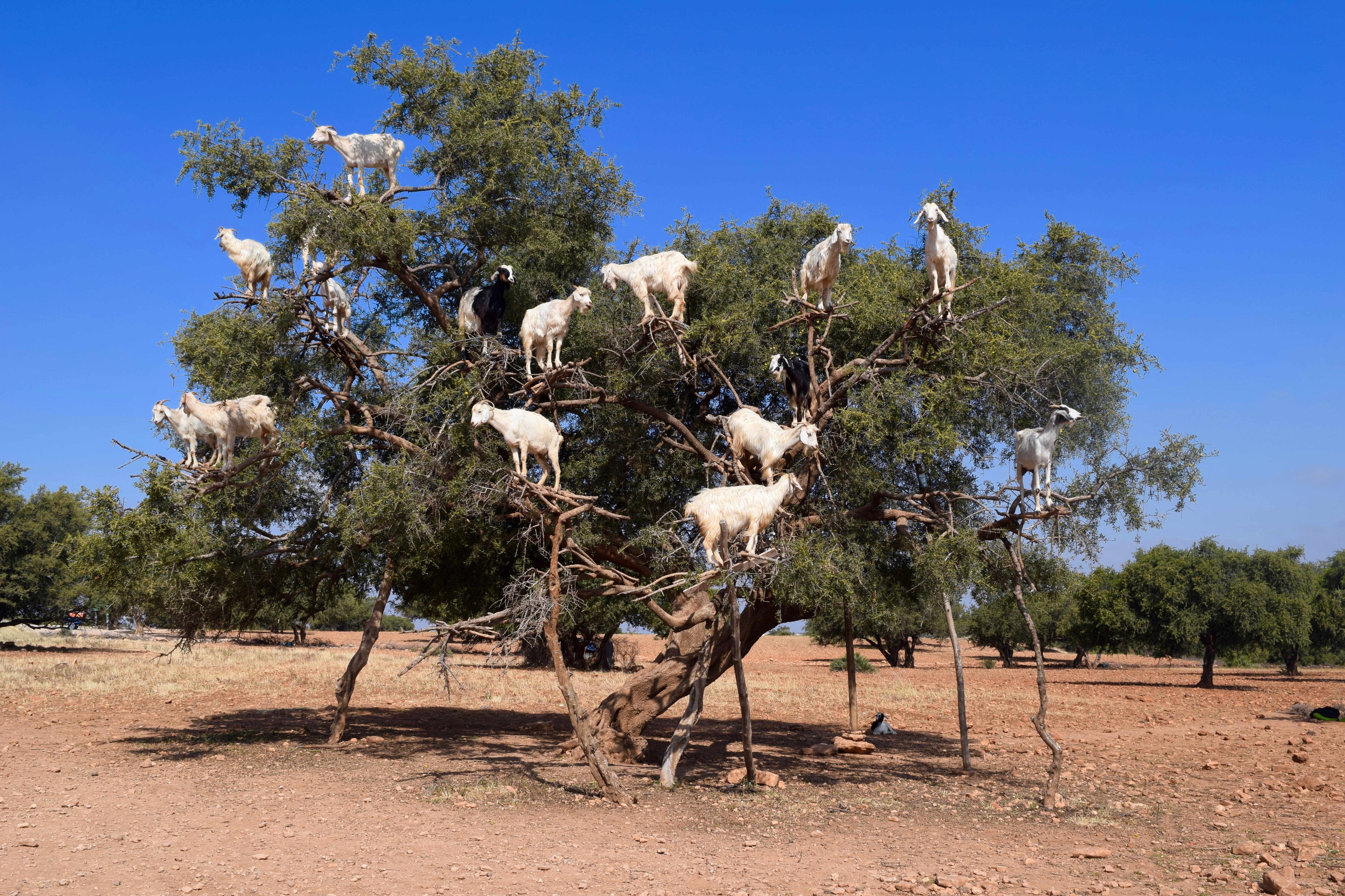 Argan oil is technically made from goat poop and we’re okay with that