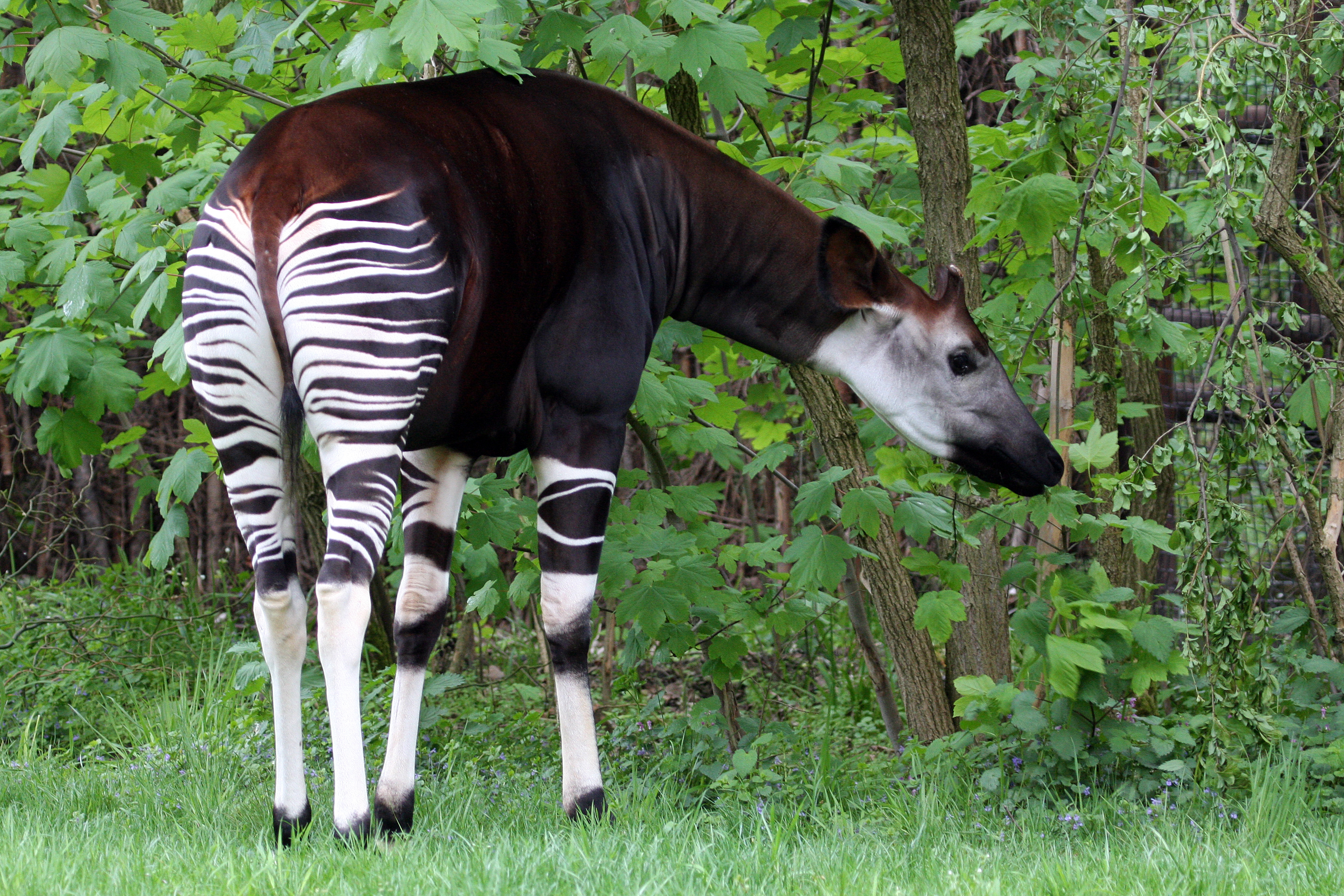 13 things you never knew you wanted to know about okapi, a.k.a. the African unicorn